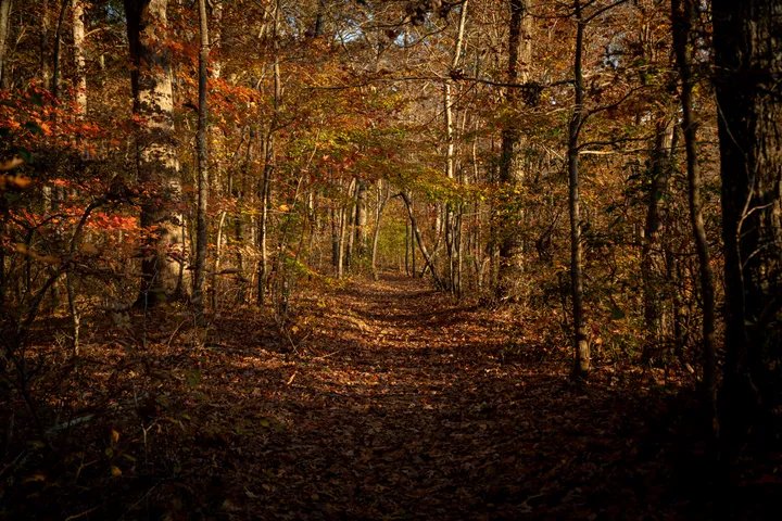 Autumn trail through Tennessee woods, golden leaves carpeting the path