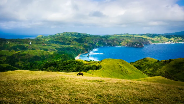 A water buffalo grazing on golden pasture overlooking green hills and the sea in Batanes